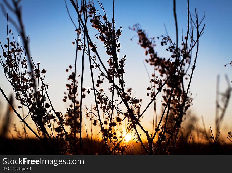 Branches and flowers lit by a warm ray of sunshine. Branches and flowers lit by a warm ray of sunshine