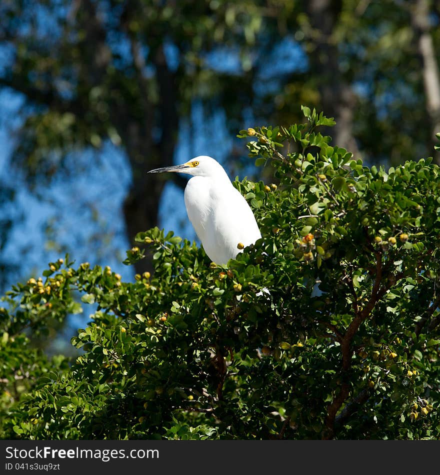 Great White Egret