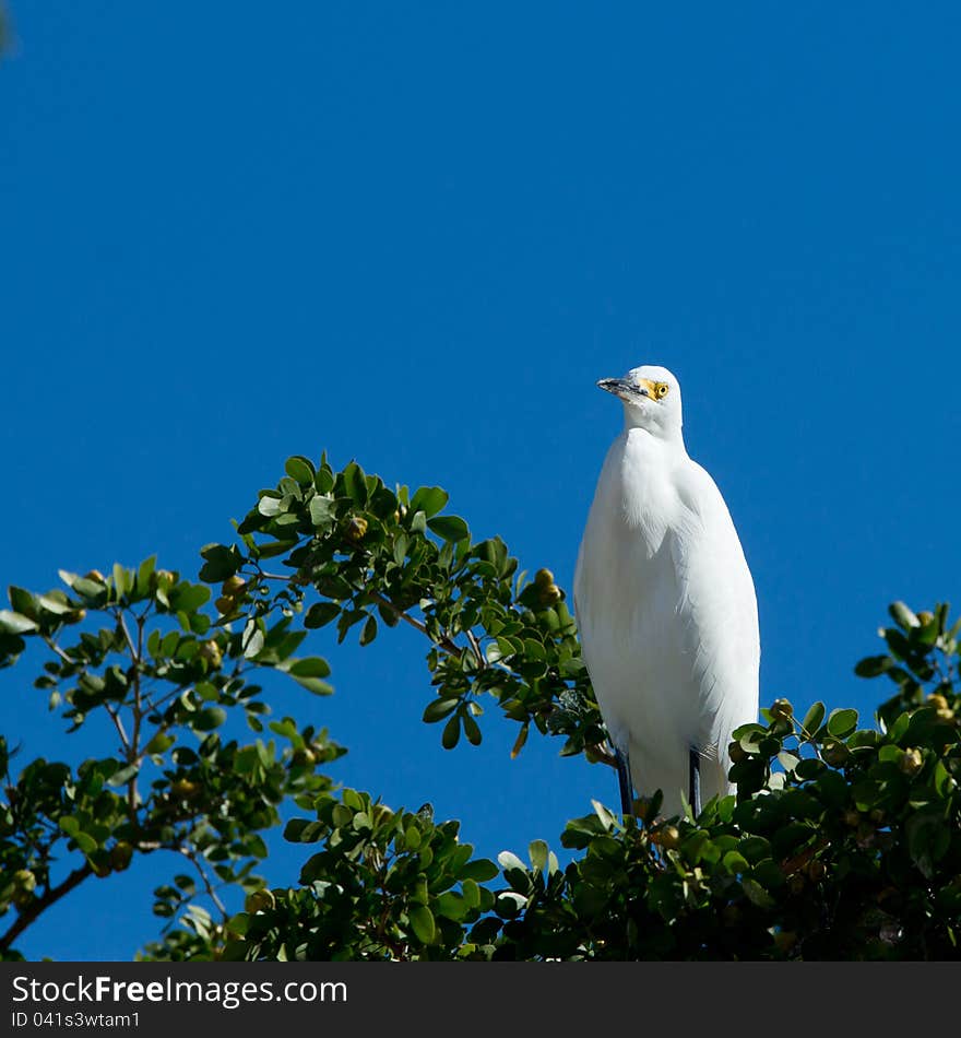 Great white egret