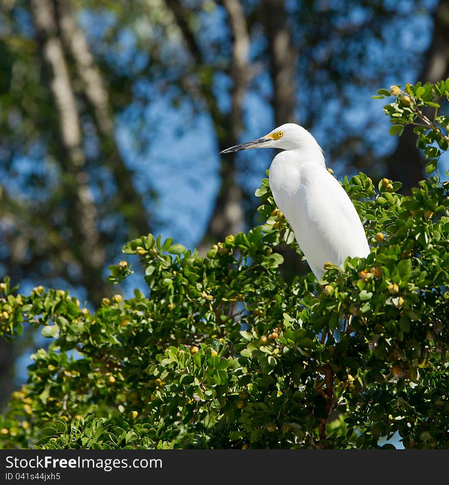 Great white egret