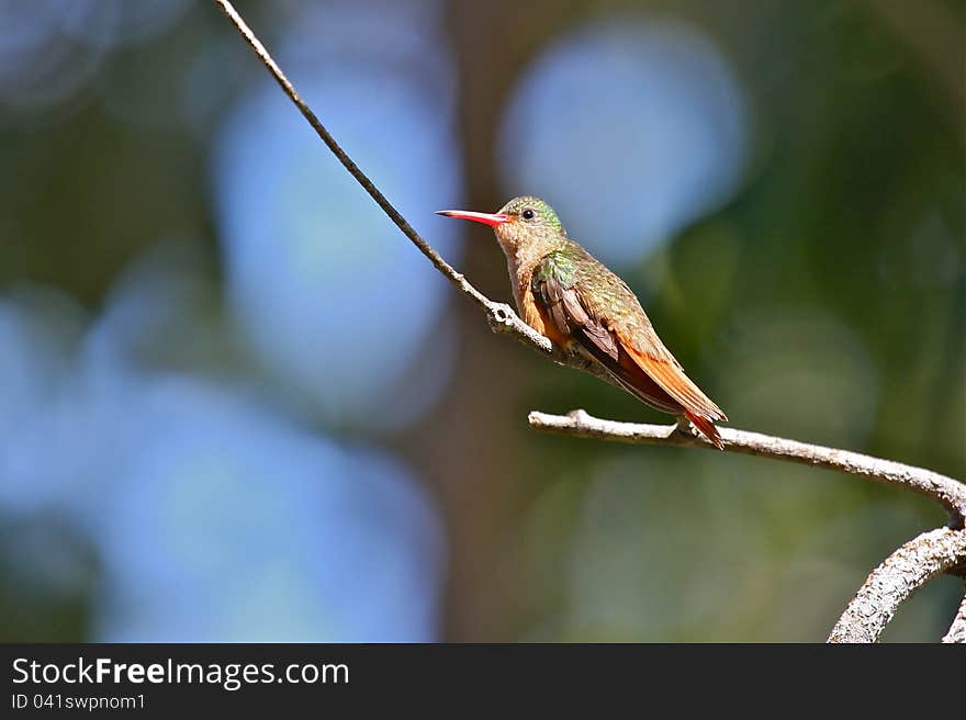 Cinnamon Hummingbird (Amazilia rutila) perched on a branch. These tiny birds are native to the tropical regions of Latin America. This photo was taken in Belize.