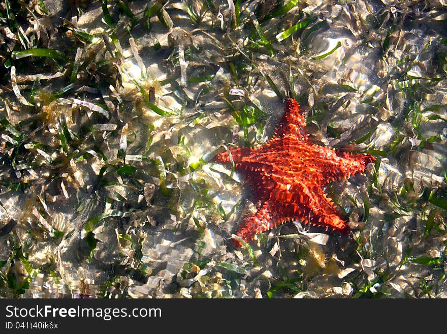 Cushion Sea Star Starfish in Shallow Water