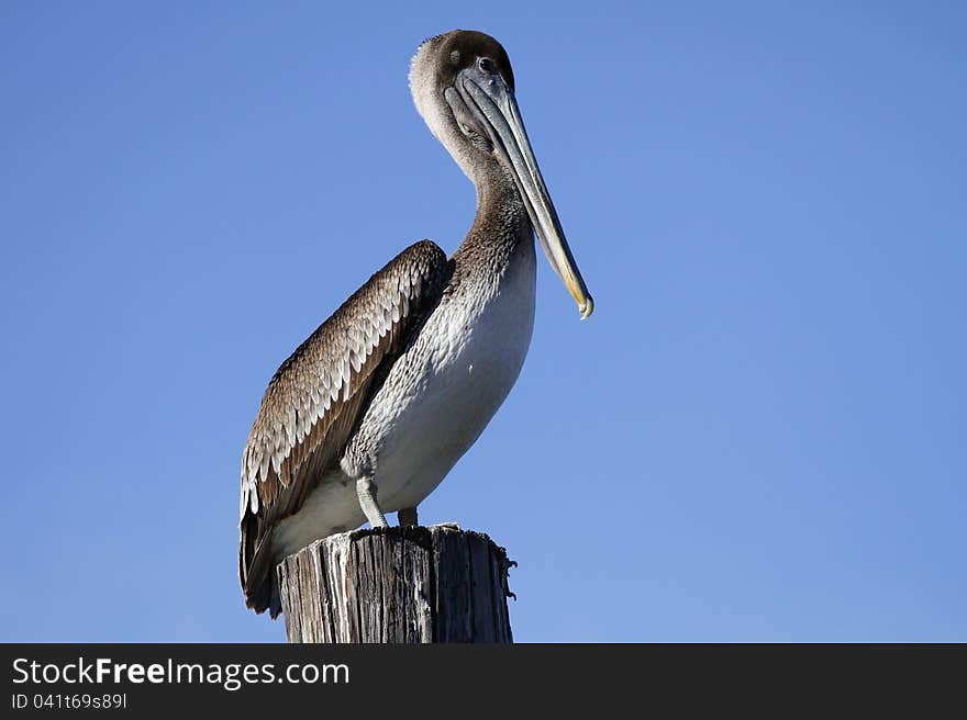 Perched pelican