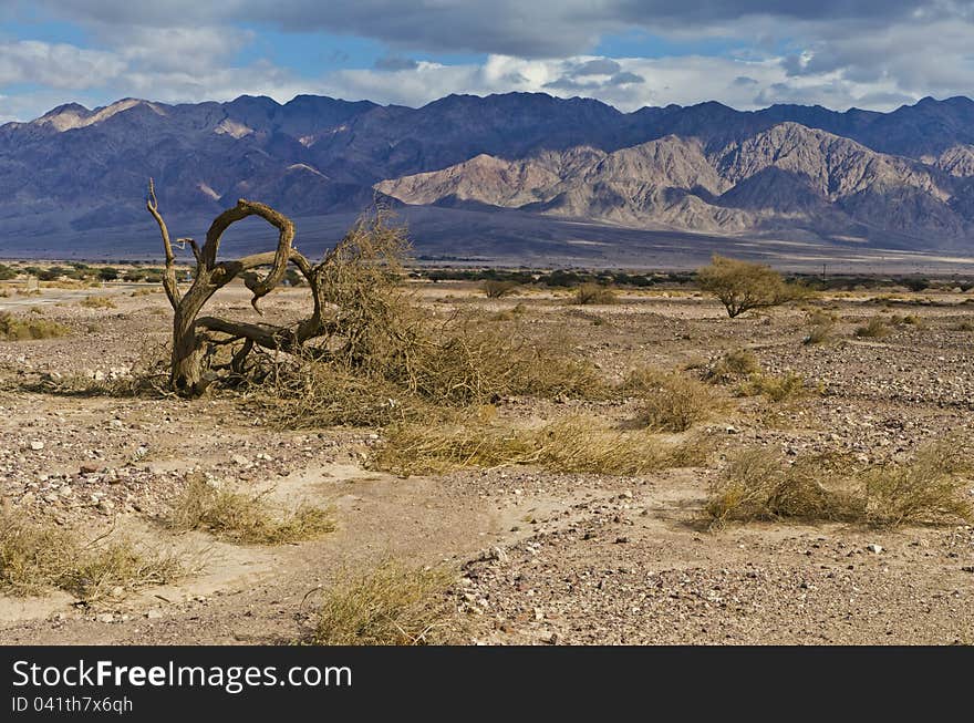 Desert of the Negev covers more than half of Israel. Desert of the Negev covers more than half of Israel