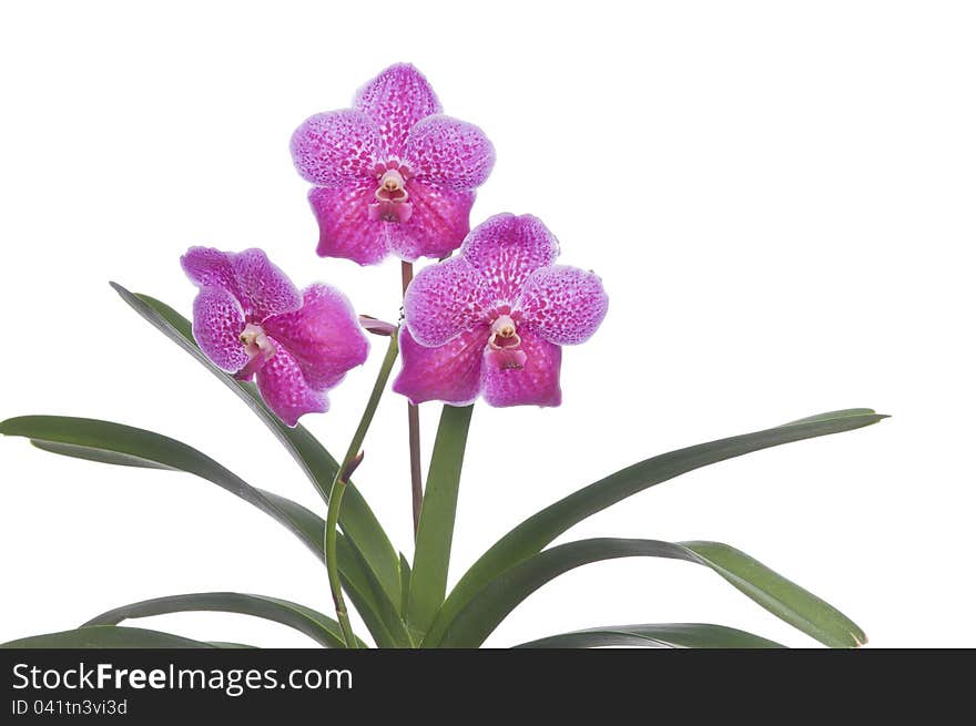 Flower of blooming orchid over white background