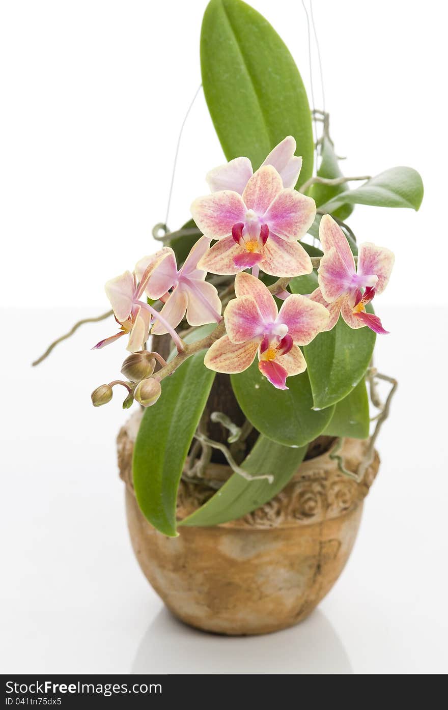 Flower Of Blooming  Phalaenopsis Orchid