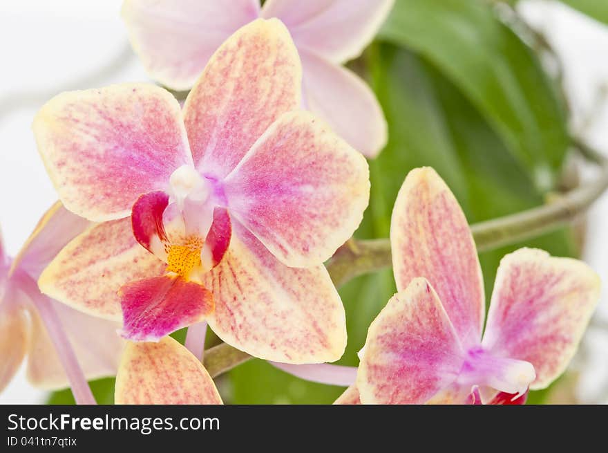 Flower of blooming phalaenopsis orchid over white background. Flower of blooming phalaenopsis orchid over white background