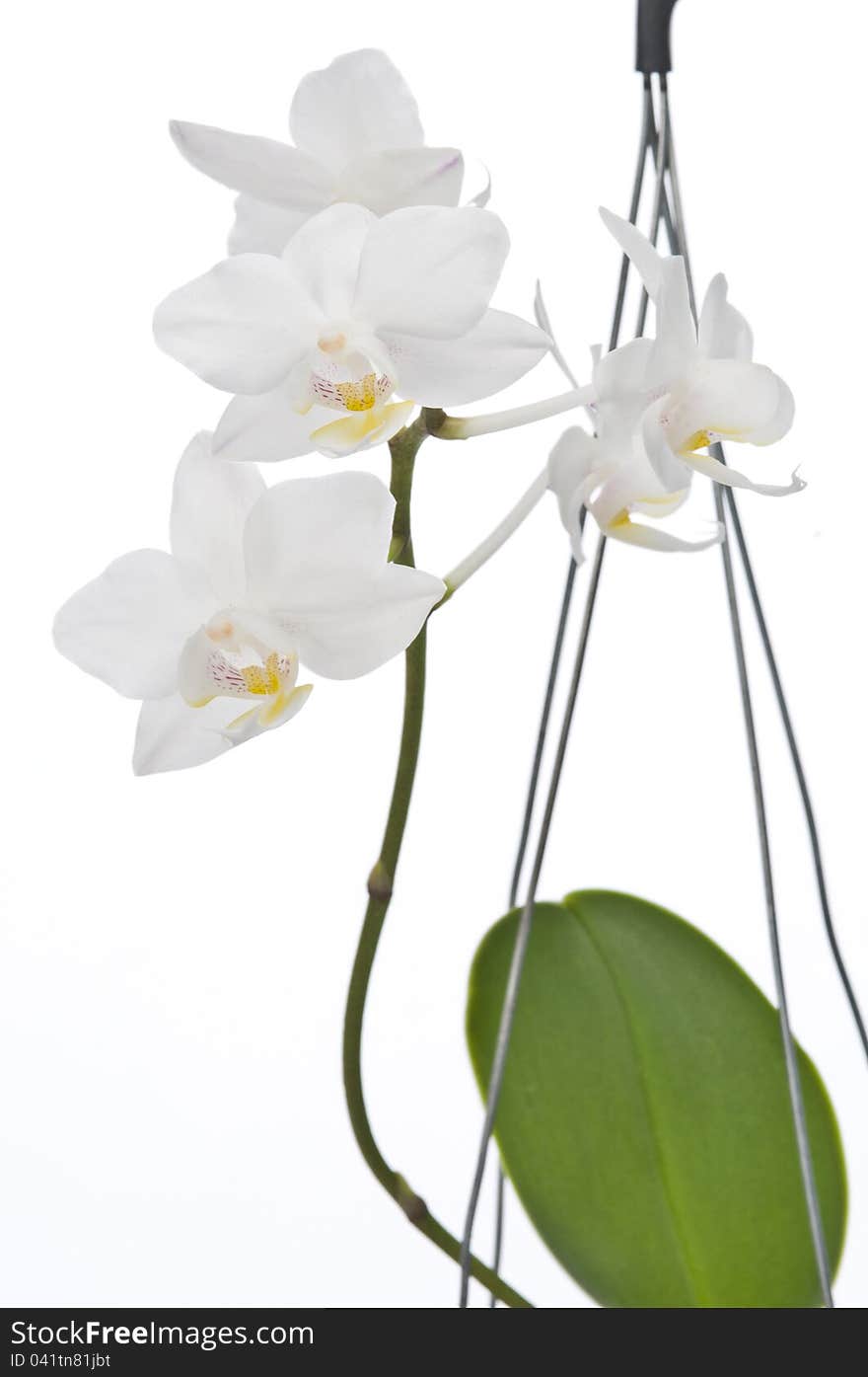 Flower of blooming phalaenopsis orchid over white background. Flower of blooming phalaenopsis orchid over white background