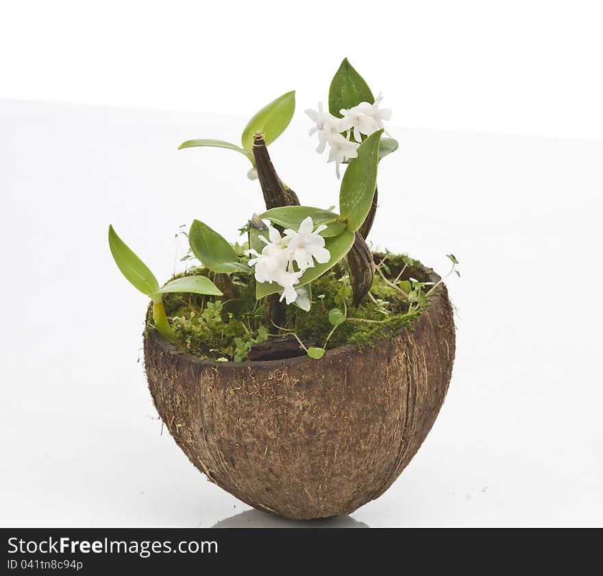 Flower of blooming dendrobium aberrans orchid over white background. Flower of blooming dendrobium aberrans orchid over white background