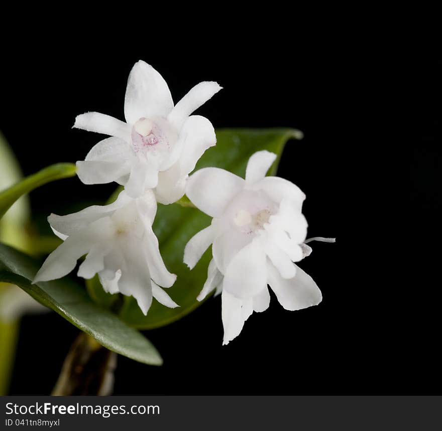 Flower of blooming dendrobium aberrans orchid over black background. Flower of blooming dendrobium aberrans orchid over black background