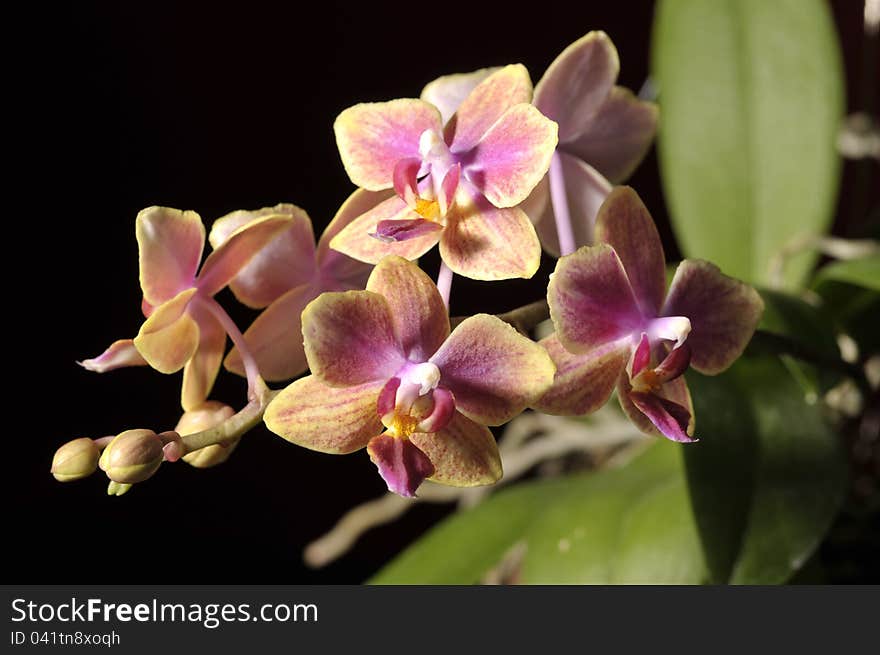 Flower Of Blooming  Phalaenopsis Orchid