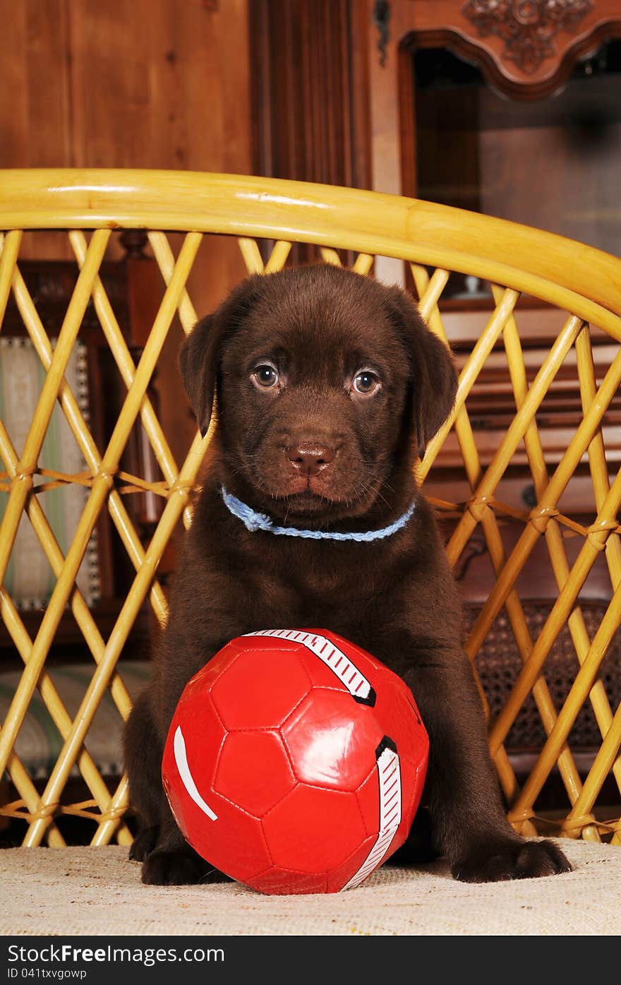 Brown labrador puppy portrait