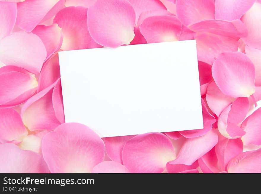 Blank card amongst pink roses. Blank card amongst pink roses