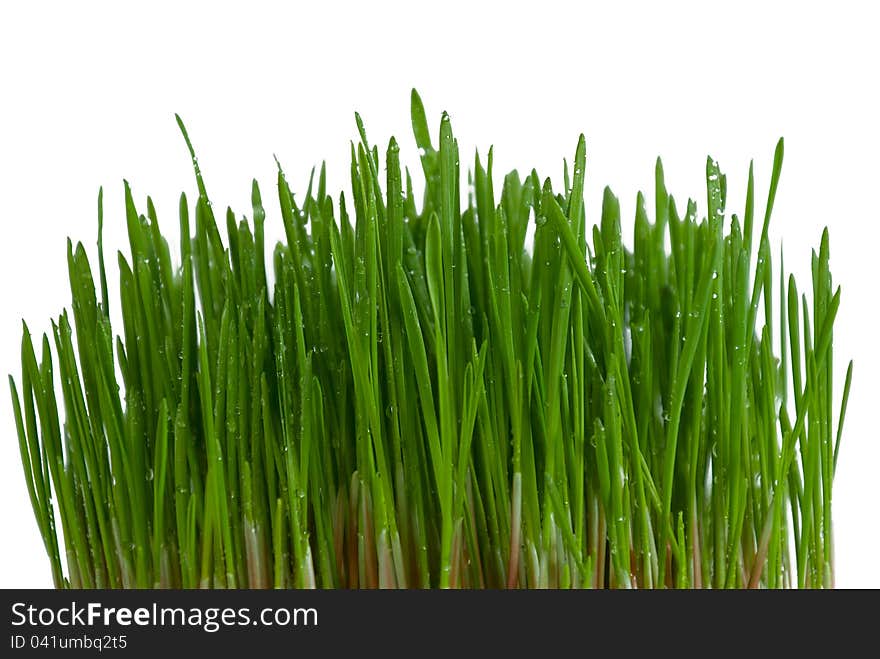 Bush of green grass on white background