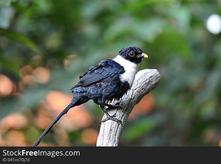 Celebes Magpie standing on branches