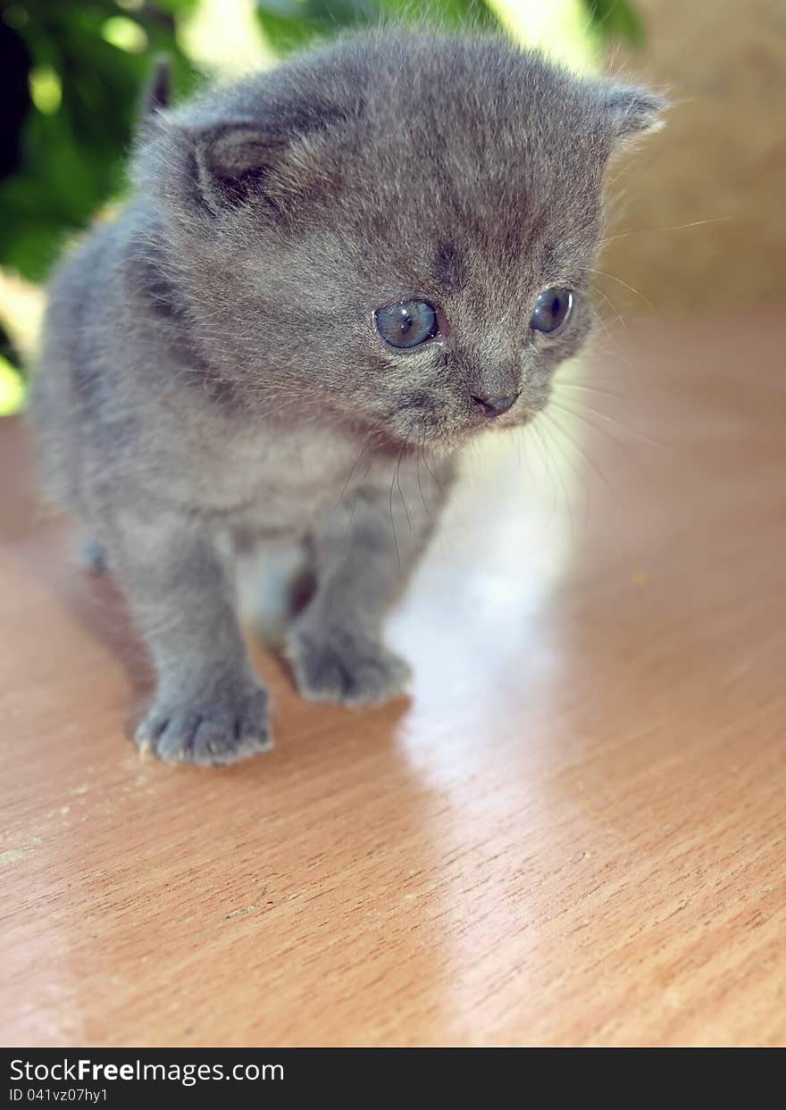 Gray funny little kitten sitting on a wooden surface