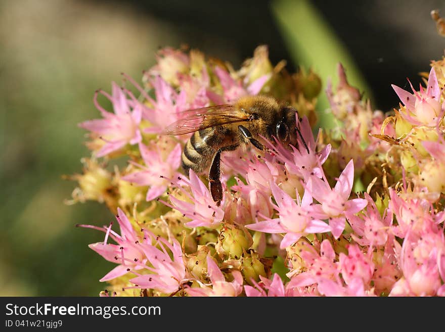 Close-up bee on purple flowers