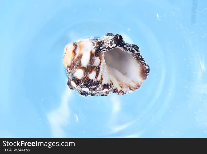 Seashell underwater collected air bubbles, blue background