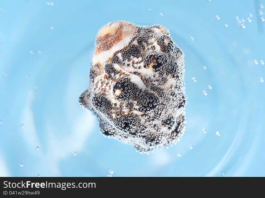 Seashell underwater collected air bubbles, blue background