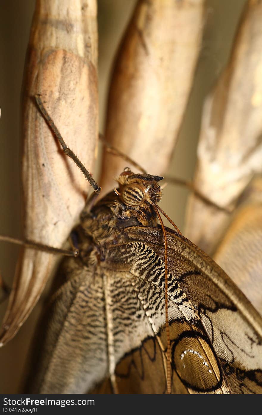 Close up of braun Butterfly in the nature