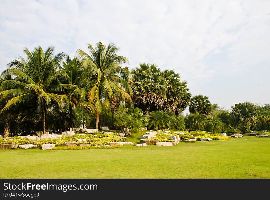 Palm species in the park.