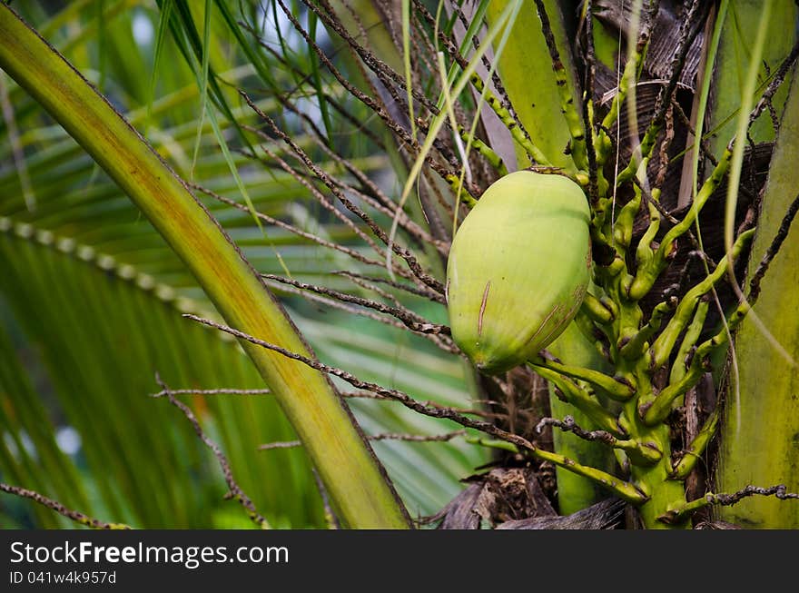 Green coconut at tree