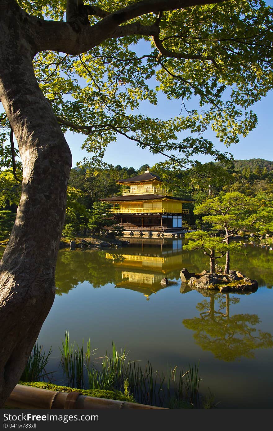 The golden pavilion located in kyoto. Photo taken during daytime with clear blue sky. Tree in the foreground and the reflections of the golden pavilion on the water.