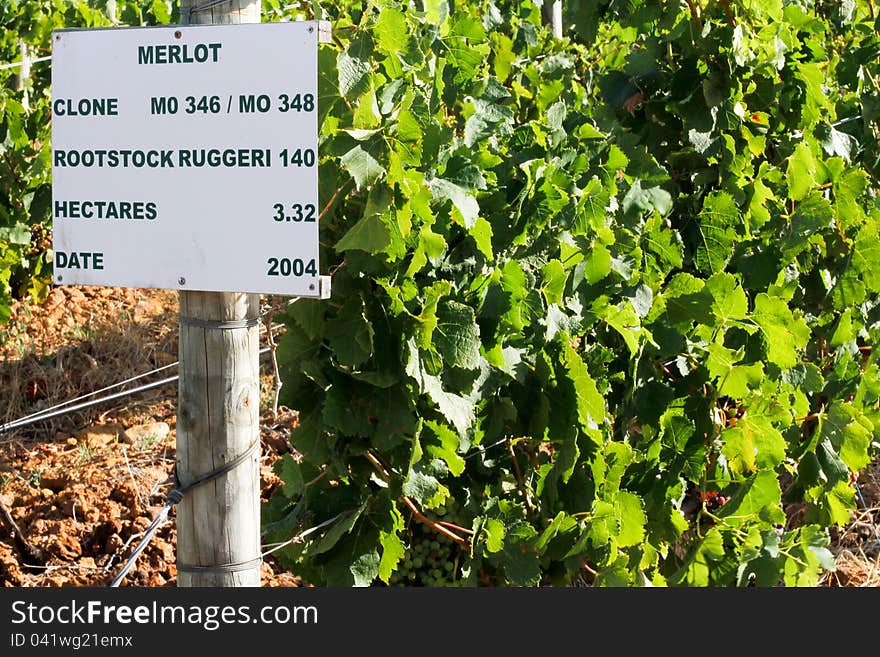 Vineyard Of Wine Producing Grapes