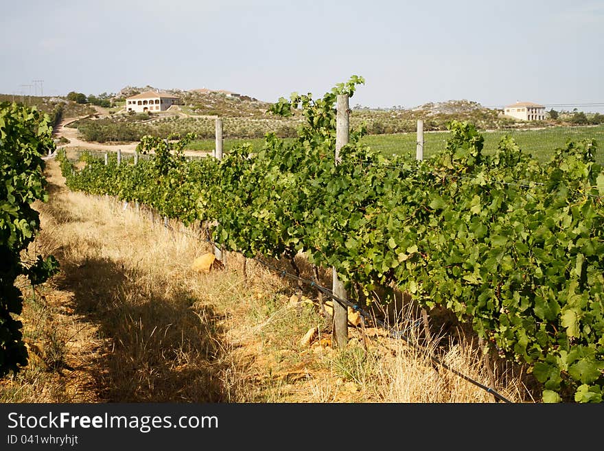 Luxury mediterranean country villas viewed from the vineyards. Luxury mediterranean country villas viewed from the vineyards