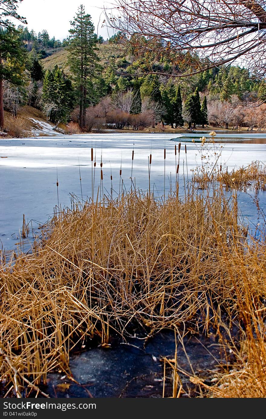 Beautiful cattails on snowy lake with mountain and trees in the distance. Wintertime in the mountains. Beautiful cattails on snowy lake with mountain and trees in the distance. Wintertime in the mountains.