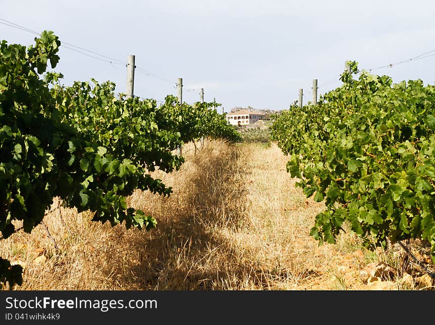 Villa in the vineyards of a wine farm. Villa in the vineyards of a wine farm