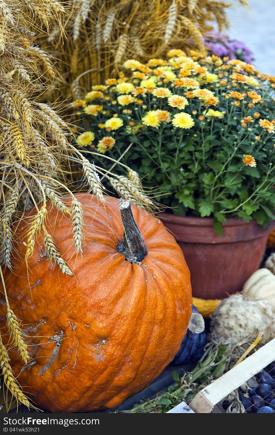 Orange pumpkin, wheat and yellow chrysanthemum. Orange pumpkin, wheat and yellow chrysanthemum