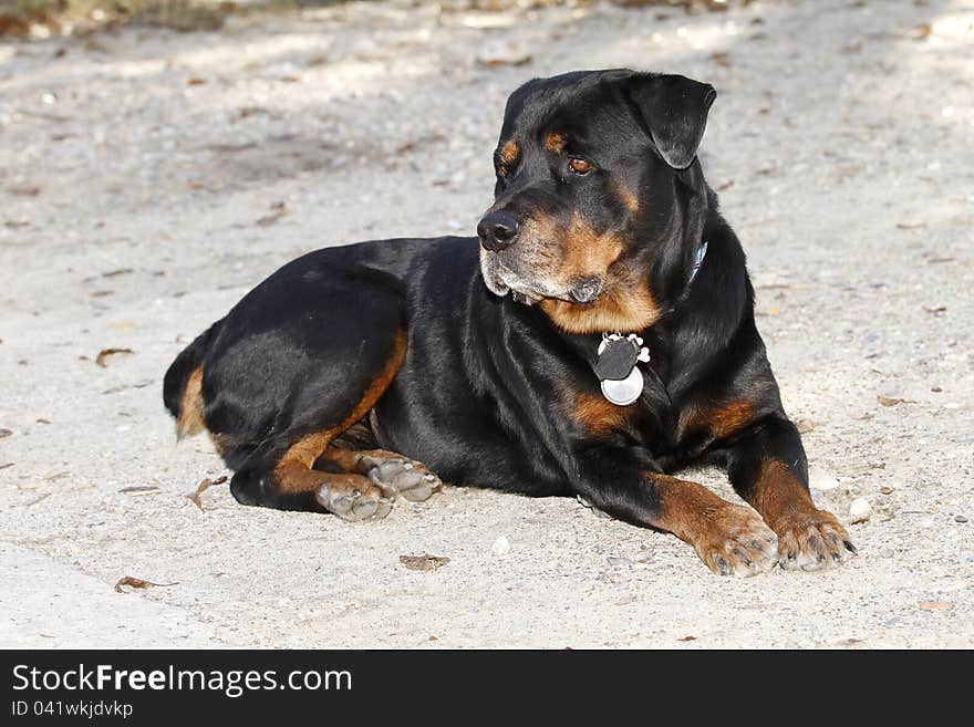 Rottweiler