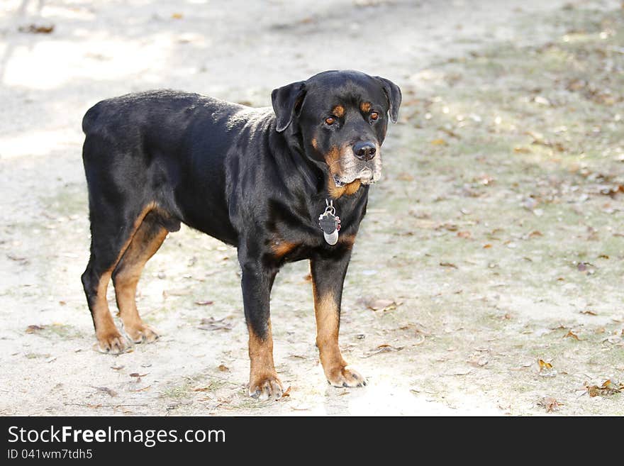 Rottweiler