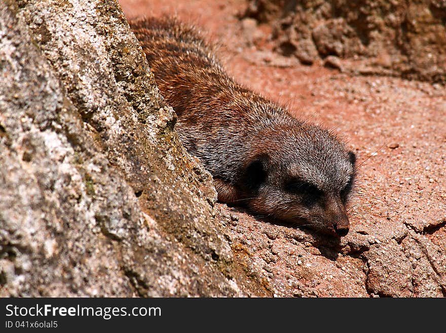 Meerkat enjoys the sun in the zoological garden in Leipzig, Germany.