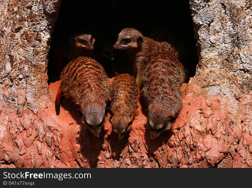 Three meerkats standing in a small hollow in the zoological garden in Leipzig, Germany. Three meerkats standing in a small hollow in the zoological garden in Leipzig, Germany