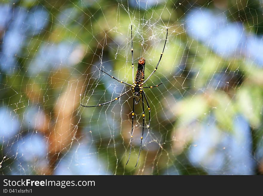 Giant Spider