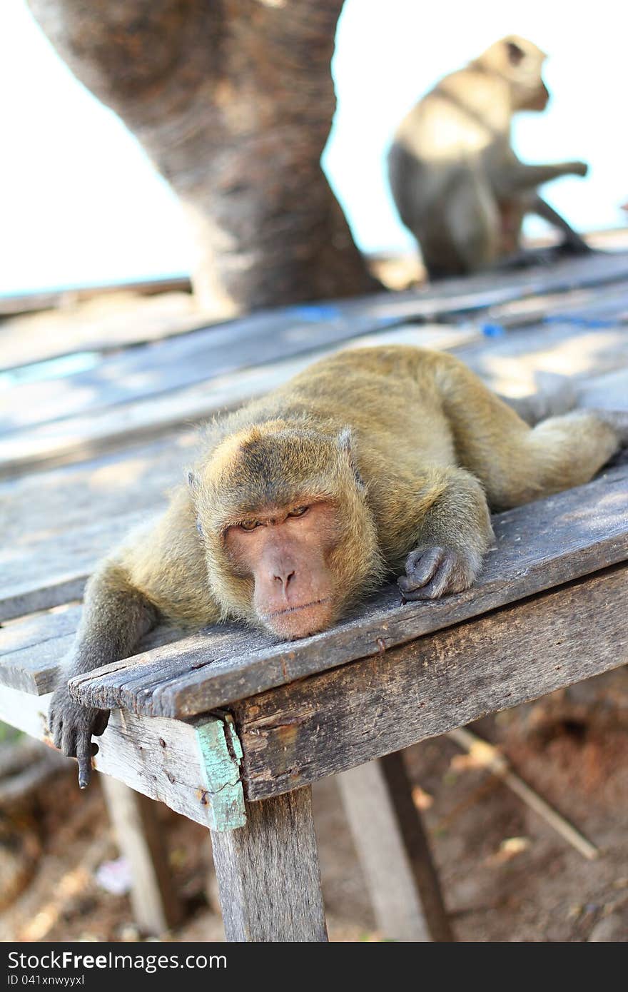 Monkeys lying under a tree.