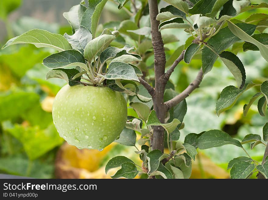 Green apples on the tree