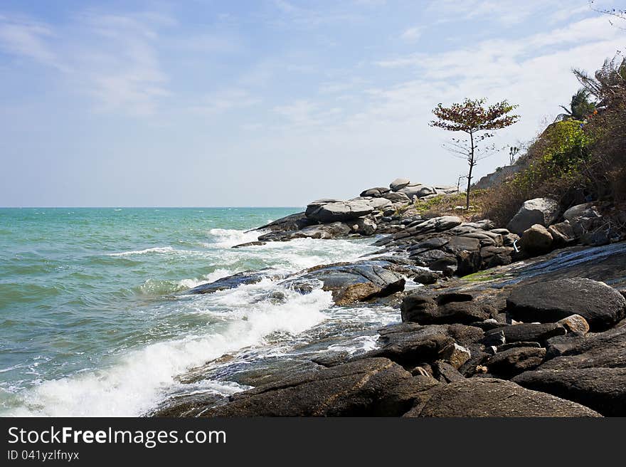 Stone beach with lonely tall tree