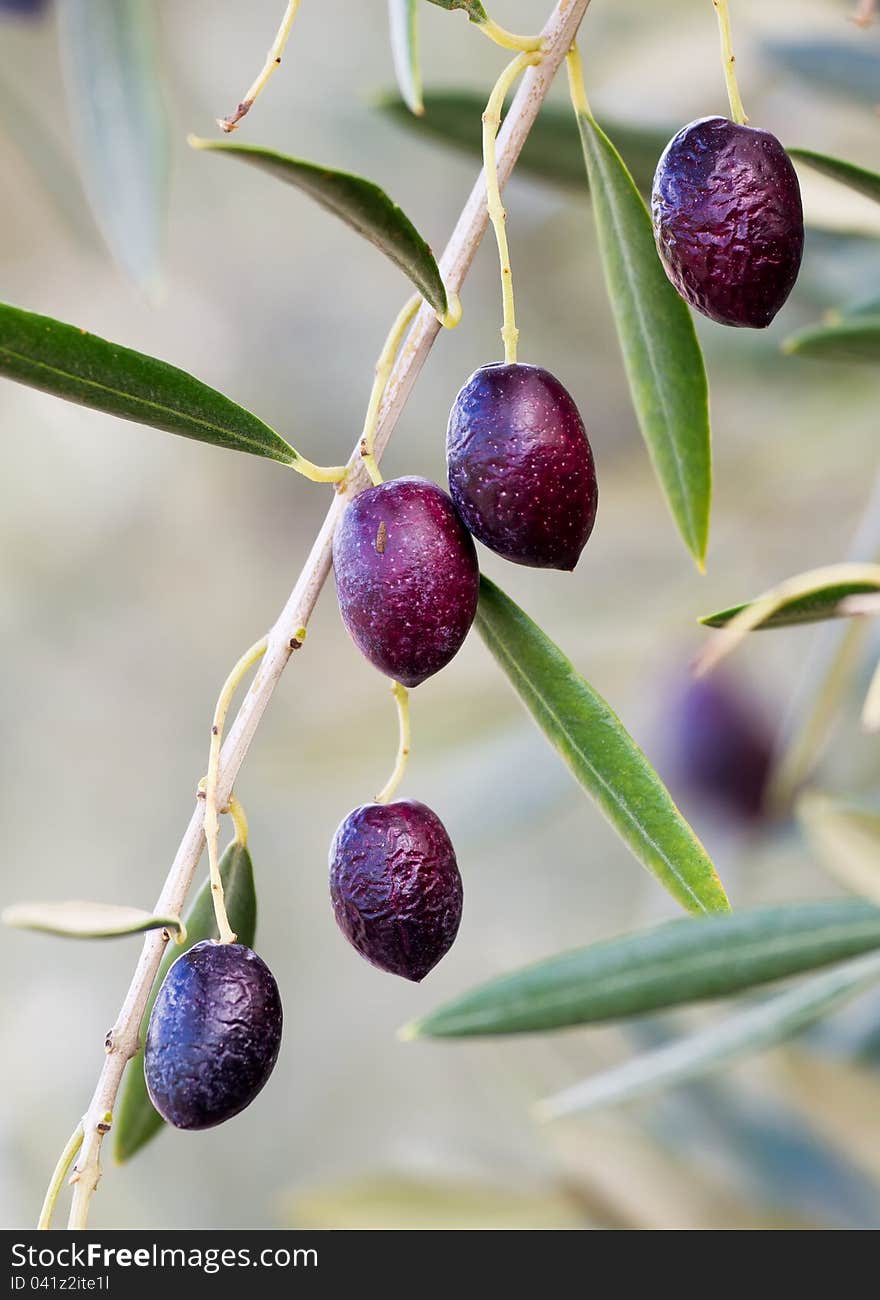 Olives