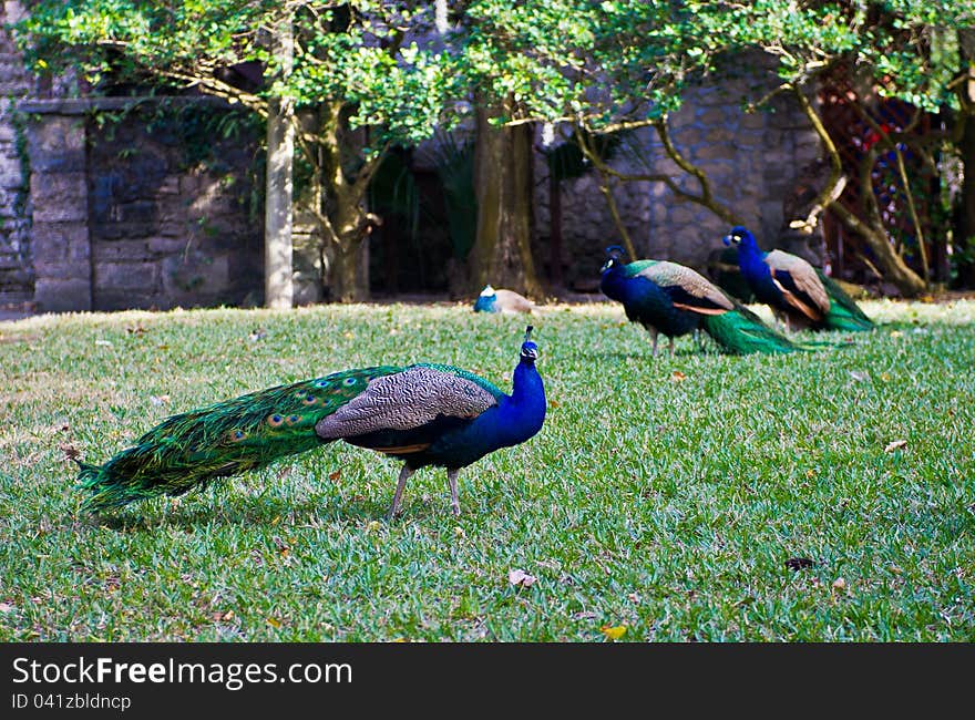 Male Peacocks