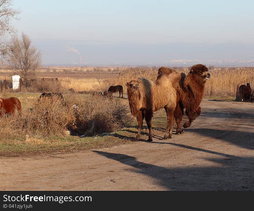 Camels.