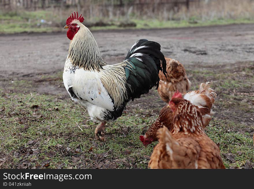 Cock in farm.