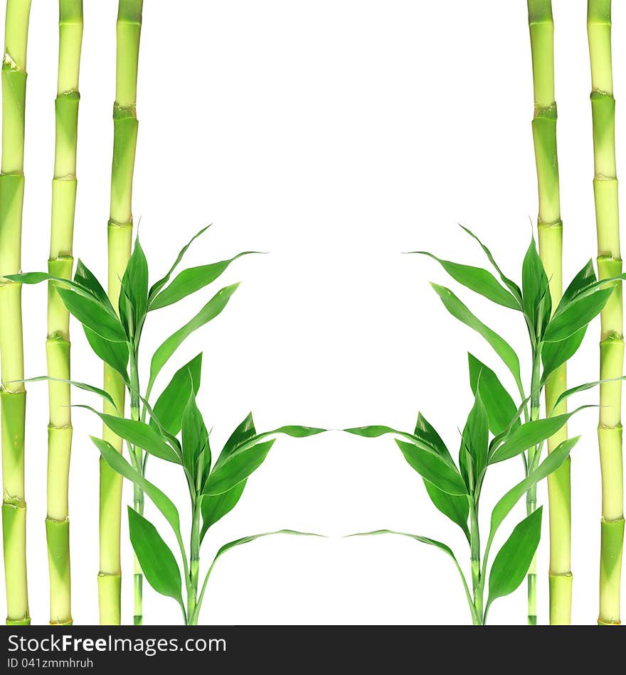 Bamboo leaves