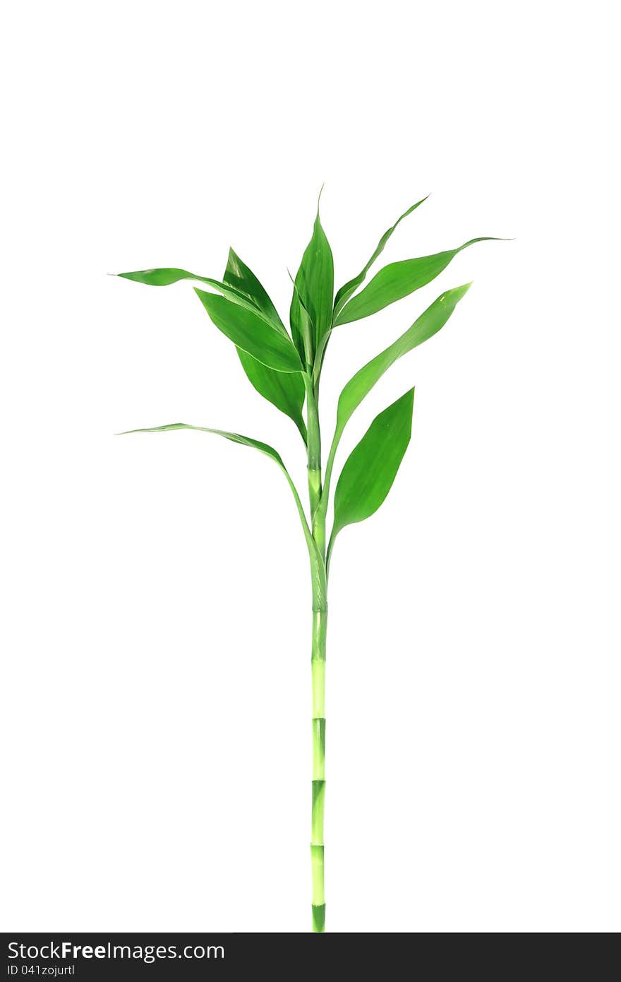 Fresh Bamboo leave on white background. Fresh Bamboo leave on white background