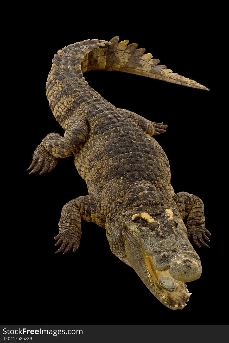 Crocodile on the black background. Crocodile on the black background.