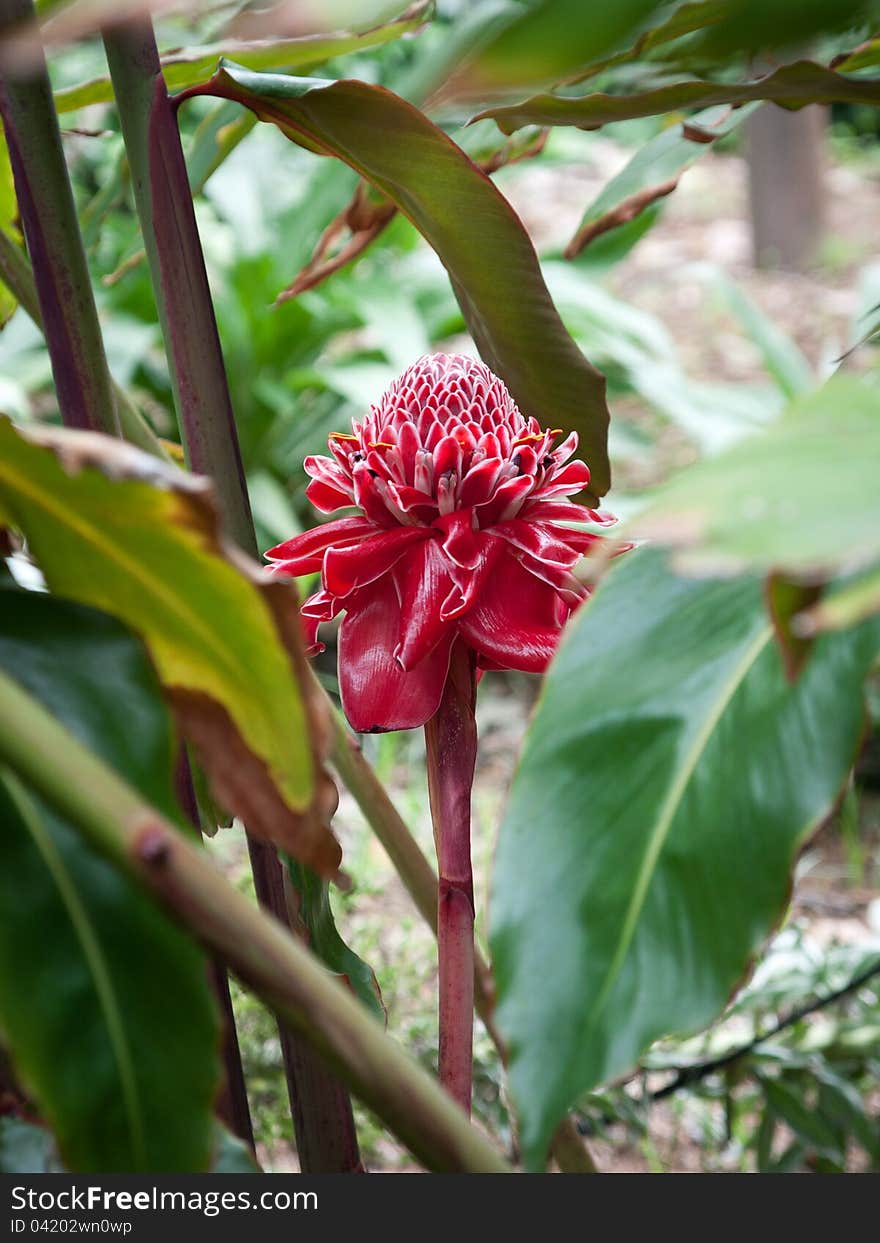 Alpinia / Etlingera elatior