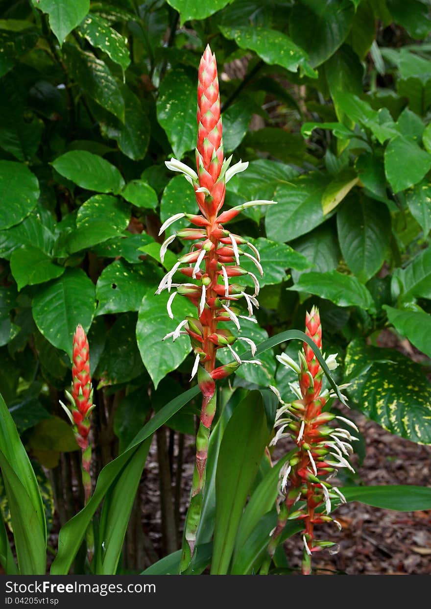 Pitcairnia maidifolia