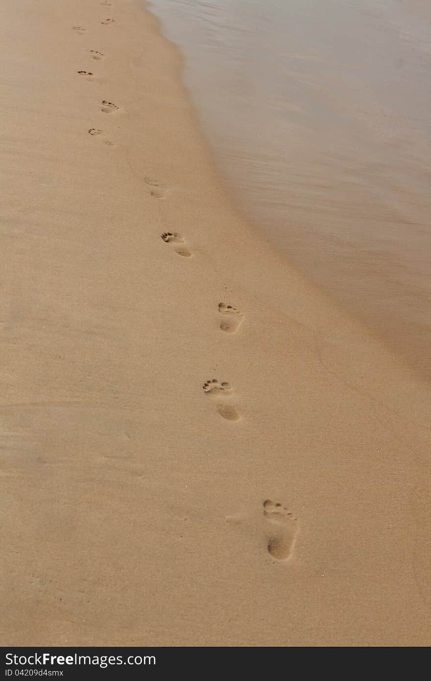 Footprints in the sand on the beach